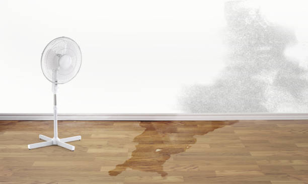 Best Water damage cleanup near me  in Village Of The Branch, NY